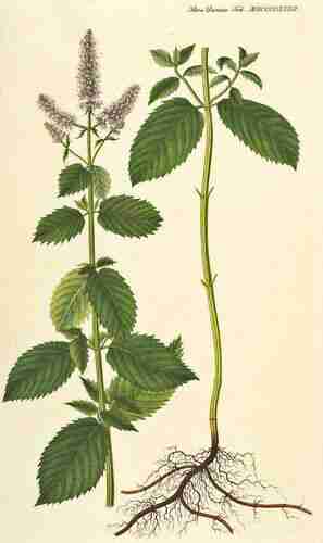 Illustration Mentha longifolia, Par Oeder G.C. (Flora Danica, Hft 33, t. 1932 ; 1761-1883), via plantillustrations.org 