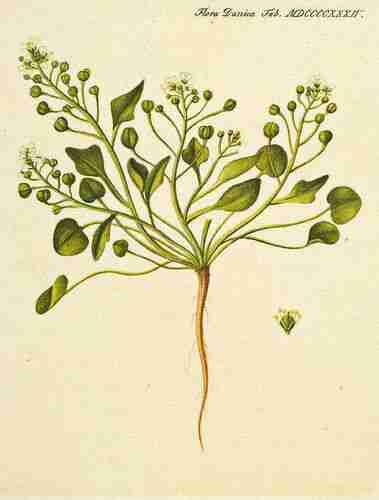 Illustration Cochlearia danica, Par 
Oeder G.C. (Flora Danica, Hft 33, t. 1934 ; 1761-1883), via plantillustrations.org 