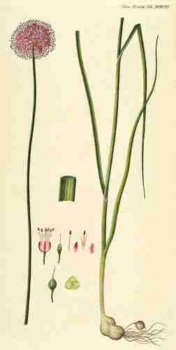 Illustration Allium sphaerocephalon, Par Oeder G.C. (Flora Danica, Hft 36, t. 2111 ; 1761-1883), via plantillustrations.org 