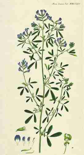 Illustration Medicago sativa, Par Oeder G.C. (Flora Danica, Hft 38, t. 2244 ; 1761-1883), via plantillustrations.org 