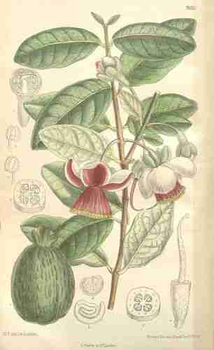 Illustration Acca sellowiana, Curtis´s Botanical Magazine (vol. 124 [ser. 3, vol. 54]: t. 7620 ; 1898) [M. Smith], via plantillustrations.org 