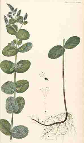 Illustration Mentha x rotundifolia, Par Oeder G.C. (Flora Danica, Hft 43, t. 2542 ; 1761-1883), via plantillustrations.org 