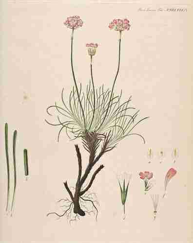 Illustration Armeria maritima, Par Oeder G.C. (Flora Danica, Hft 44, t. 2584 ; 1761-1883), via plantillustrations.org 