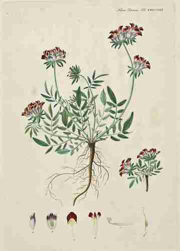 Illustration Anthyllis vulneraria, Par Oeder G.C. (Flora Danica, Hft 46, t. 2729 ; 1761-1883), via plantillustrations.org 