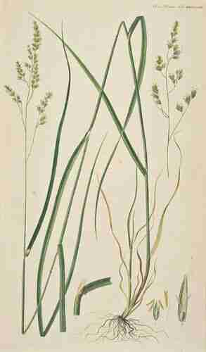 Illustration Dactylis glomerata, Par Oeder G.C. (Flora Danica, Hft 47, t. 2763 ; 1761-1883), via plantillustrations.org 