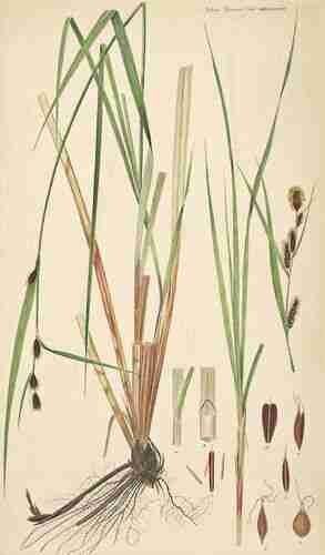 Illustration Carex acutiformis, Par Oeder G.C. (Flora Danica, Hft 48, t. 2848 ; 1761-1883), via plantillustrations.org 