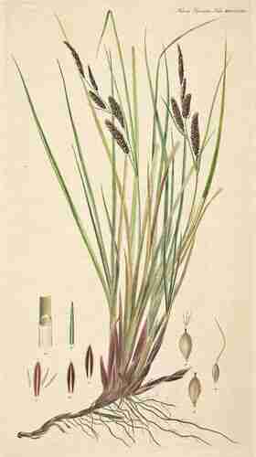 Illustration Carex rostrata, Par Oeder G.C. (Flora Danica, Hft 48, t. 2849 ; 1761-1883), via plantillustrations.org 