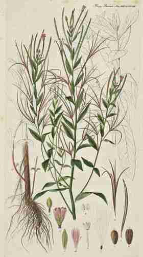 Illustration Epilobium parviflorum, Flora Danica [G.C. Oeder et al] (fasicle 49, t. 2898 ; 1761-1883), via plantillustrations.org 