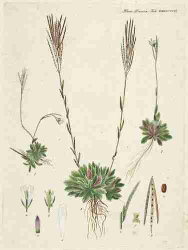 Illustration Arabis hirsuta, Par Oeder G.C. (Flora Danica, Hft 49, t. 2911 ; 1761-1883), via plantillustrations.org 