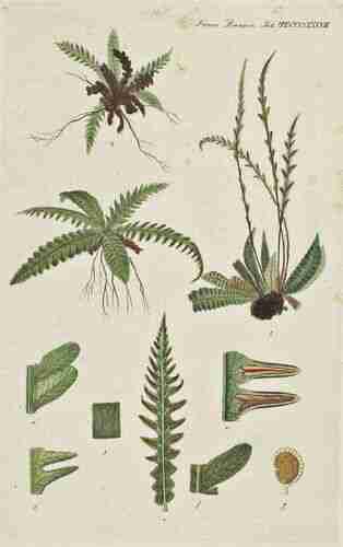 Illustration Blechnum spicant, Par Oeder G.C. (Flora Danica, Hft 50, t. 2983 ; 1761-1883), via plantillustrations 