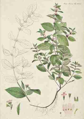 Illustration Mentha x gentilis, Oeder G.C. (Flora Danica, Hft 51, t. 3031 ; 1761-1883), via plantillustrations.org 