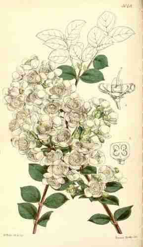 Illustration Luma apiculata, Curtis´s Botanical Magazine (vol. 84 [ser. 3, vol. 14]: t. 5040, 1858) [W.H. Fitch], via plantillustrations.org 