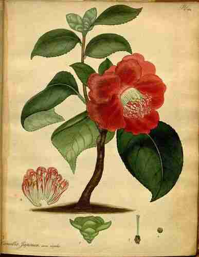 Illustration Camellia japonica, The botanist´s repository [H.C. Andrews] (vol. 9: t. 559 ; 1809-1810) [H.C. Andrews], via plantillustrations.org 