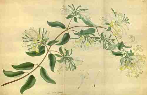 Illustration Lonicera japonica, Par Andrews H.C. (The botanist´s repository, vol. 9: t. 583, 1809-1810), via plantillustrations.org 