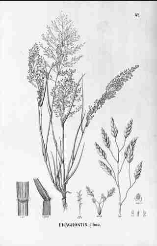 Illustration Eragrostis pilosa, Par Martius C., Eichler A.G., Urban I. (Flora Brasiliensis, vol. 2(3): fasicle 79, p. 141, t. 42 ; 1878) [J. Huegel & J.C. Doell], via plantillustrations.org 