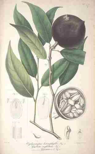 Illustration Gnetum gnemon, Blume K.L. (Rumphia, vol. 4: t. 178B, 1848), via plantillustrations.org 