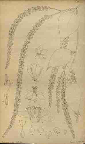Illustration Anredera cordifolia, Journal of botany (British and foreign [B. Seemann], vol. 2: t. 18 ; 1864) [J. Miers], via plantillustrations.org 