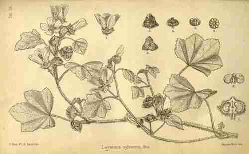 Illustration Malva multiflora, Journal of botany (British and foreign [B. Seemann], vol. 15: t. 191 ; 1877) [D. Blair], via plantillustrations.org 
