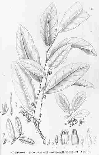 Illustration Diospyros brasiliensis, Flora Brasiliensis (vol. 7: Heft 17, Heft 17, t. 2, 1856), via plantillustrations.org