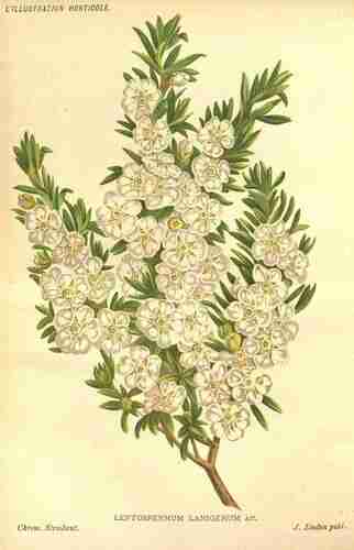 Illustration Leptospermum lanigerum, L´Illustration horticole (vol. 32: t. Illustration, 1885), via plantillustrations.org