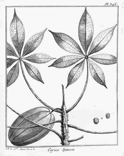 Illustration Jacaratia spinosa, Par Aublet, F.  (Histoire des plantes de la Guiane Franc?oise, vol. 4: t. 346, 1775), via plantillustrations.org 