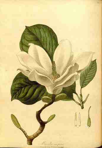 Illustration Magnolia denudata, Par Hooker W. (The paradisus londinensis, t. 38 ; 1805) [W. Hooker], via plantillustrations.org 
