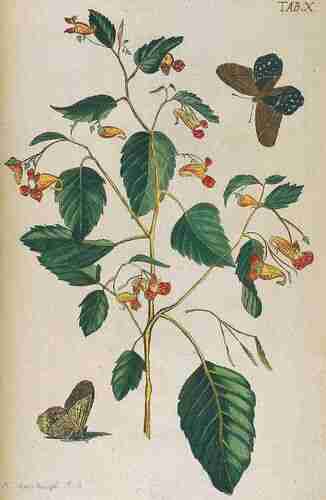 Illustration Impatiens capensis, Par Meerburgh N. (Afbeeldingen van zeldzaame gewassen, t. 10, 1775), via plantillustration.org 