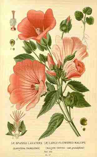 Illustration Lavatera trimestris, Par Step E., Bois D. (Favourite flowers of garden and greenhouse, vol. 1: t. 47, 1896-1897) [D. Bois], via plantillustrations.org 