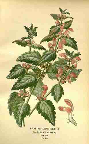 Illustration Lamium maculatum, Par Step E., Bois D. (Favourite flowers of garden and greenhouse, vol. 3: t. 224, 1896-1897) [D. Bois], via plantillustrations.org 