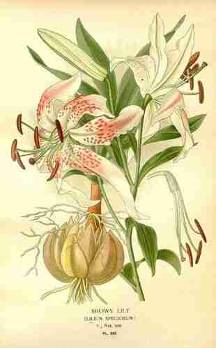 Illustration Lilium speciosum, Par Step E., Bois D. (Favourite flowers of garden and greenhouse, vol. 4: t. 282, 1896-1897) [D. Bois], via plantillustrations.org 