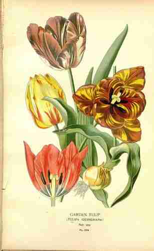 Illustration Tulipa gesneriana, Par Step E., Bois D. (Favourite flowers of garden and greenhouse, vol. 4: t. 284 ; 1896-1897) [D.G.J.M. Bois], via plantillustrations.org 