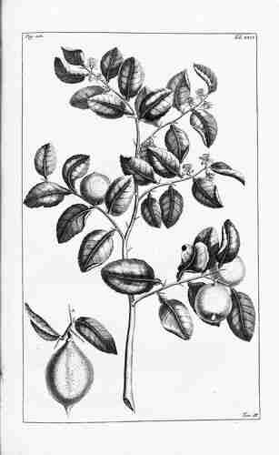 Illustration Citrus aurantiifolia, Par Rumphius, Everhard (Herbarium amboinense, vol. 2: p. 107, t. 29, 1741), via plantillustrations.org 
