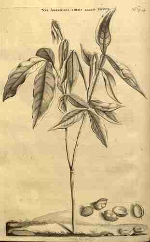 Illustration Melicoccus bijugatus, Par Commelin Johannes (Horti medici amstelodamensis rariorum tam Orientalis, vol. 1: t. 94 ; 1697), via plantillustrations.org 