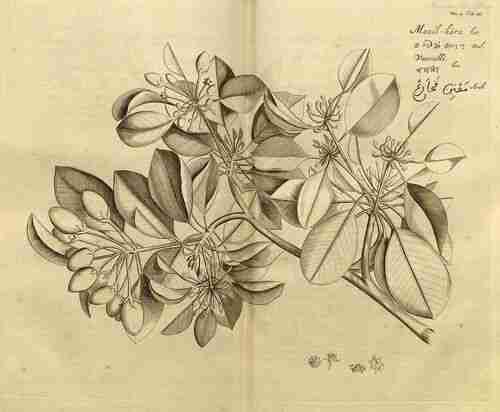 Illustration Manilkara kauki, Par Rheede tot Drakestein, Hendrik van (Hortus Indicus Malabaricus, vol. 4: t. 25 ; 1683), via plantillustrations.org 