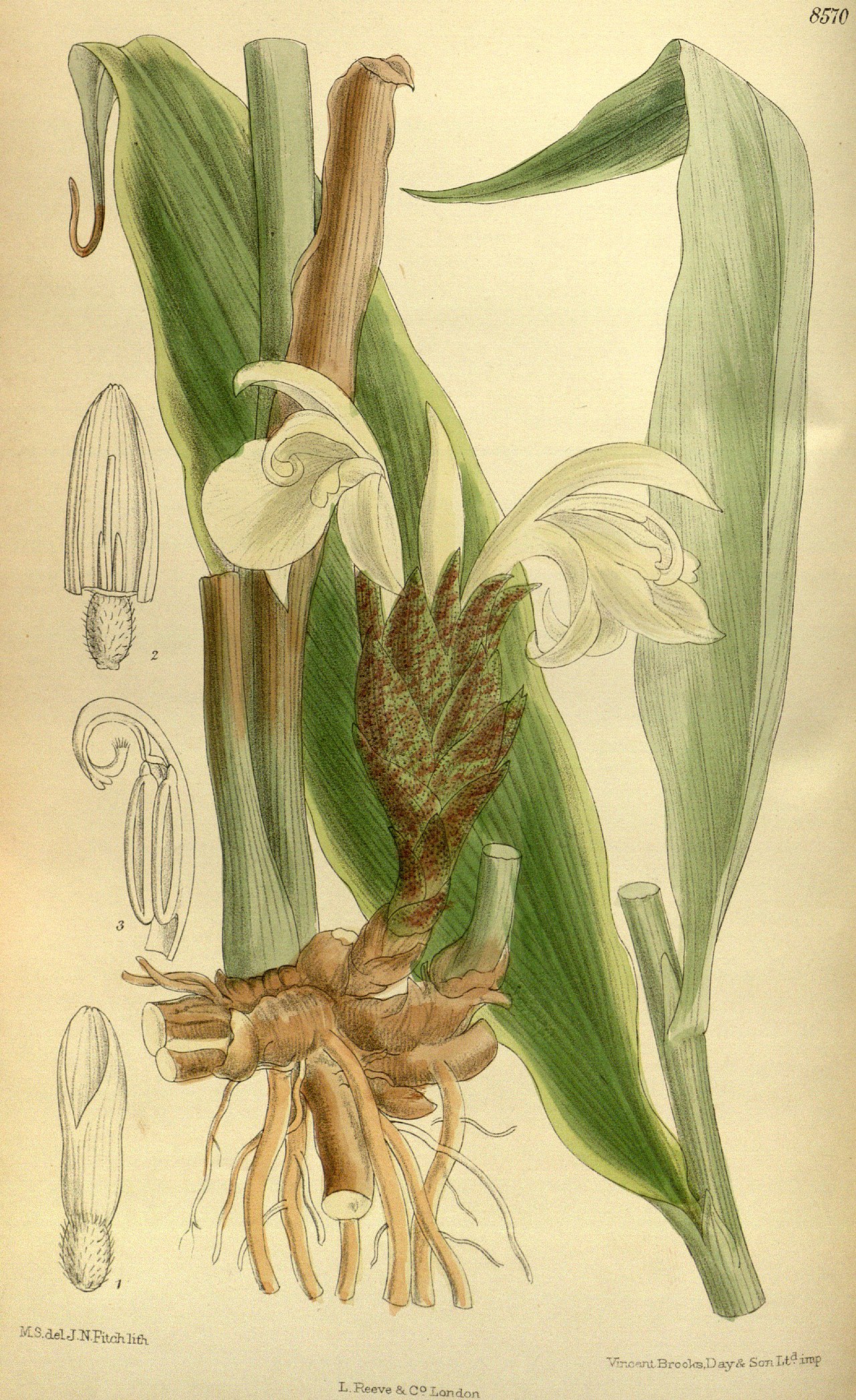 Illustration Zingiber mioga, Par M.S. del., J.N.Fitch lith., via wikimedia 