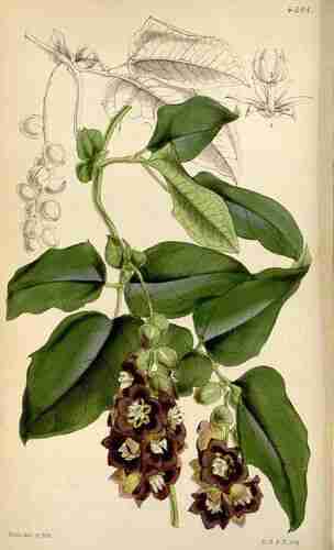 Illustration Lardizabala biternata, Curtis´s Botanical Magazine (vol. 76 [ser. 3, vol. 6]: t. 4501, 1850) [W.H. Fitch], via plantillustrations.org 