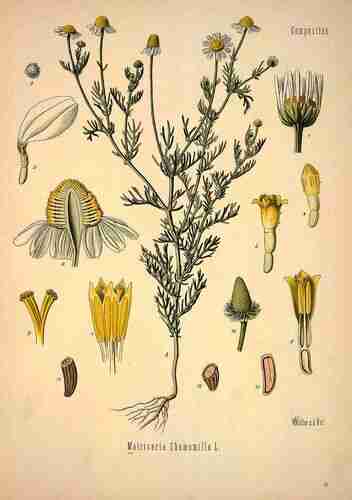 Illustration Matricaria chamomilla, Par Köhler F.E. (Medizinal Pflanzen, vol. 1: t. 64 ; 1887), via plantillustrations.org 