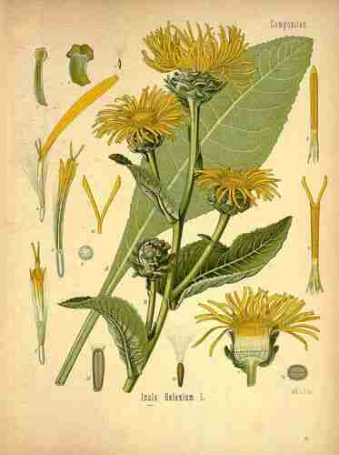 Illustration Inula helenium, Par Köhler F.E. (Medizinal Pflanzen, vol. 2: t. 9, 1890), via plantillustrations.org 