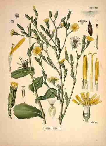 Illustration Lactuca virosa, Par Köhler F.E. (Medizinal Pflanzen, vol. 1: t. 44, 1887), via plantillustrations.org 