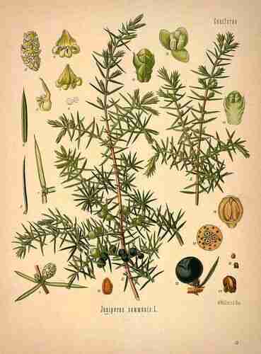 Illustration Juniperus communis, Par Köhler F.E. (Medizinal Pflanzen, vol. 1: t. 53, 1887), via plantillustrations.org 