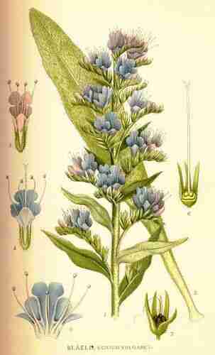 Illustration Echium vulgare, Par Lindman C.A.M. (Bilder ur Nordens Flora, vol. 1: t. 87, 1922), via plantillustrations.org 