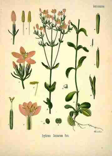 Illustration Centaurium erythraea, Par Köhler F.E. (Medizinal Pflanzen, vol. 1: t. 22 ; 1887) [W. Müller], via plantillustrations.org 