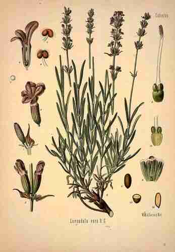 Illustration Lavandula angustifolia, Par Köhler F.E. (Medizinal Pflanzen, vol. 1: t. 60, 1887), via plantillustrations 