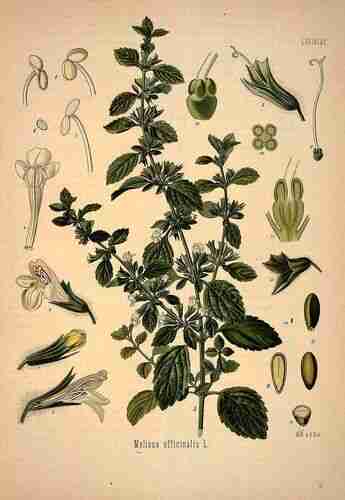 Illustration Melissa officinalis altissima, Par Köhler F.E. (Medizinal Pflanzen, vol. 1: t. 65 ; 1887), via plantillustrations 