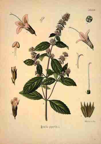 Illustration Mentha x piperita, Par Köhler F.E. (Medizinal Pflanzen, vol. 1: t. 67 ; 1887), via botanicalillustrations 