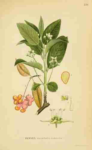 Illustration Euonymus europaeus, Par Lindman C.A.M. (Bilder ur Nordens Flora, vol. 2: t. 238 ; 1922-1926), via plantillustrations.org 