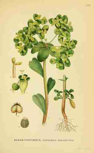Illustration Euphorbia helioscopia, Par Lindman C.A.M. (Bilder ur Nordens Flora, vol. 2: t. 244 ; 1922-1926), via plantillustrations.org 