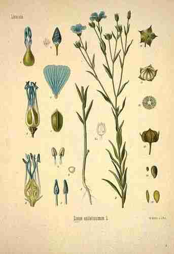 Illustration Linum usitatissimum, Par Köhler F.E. (Medizinal Pflanzen, vol. 1: t. 16, 1887), via plantillustrations.org 