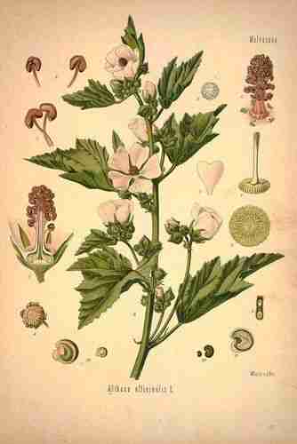 Illustration Althaea officinalis, Par Köhler F.E. (Medizinal Pflanzen, vol. 1: t. 42 ; 1887), via plantillustrations.org 