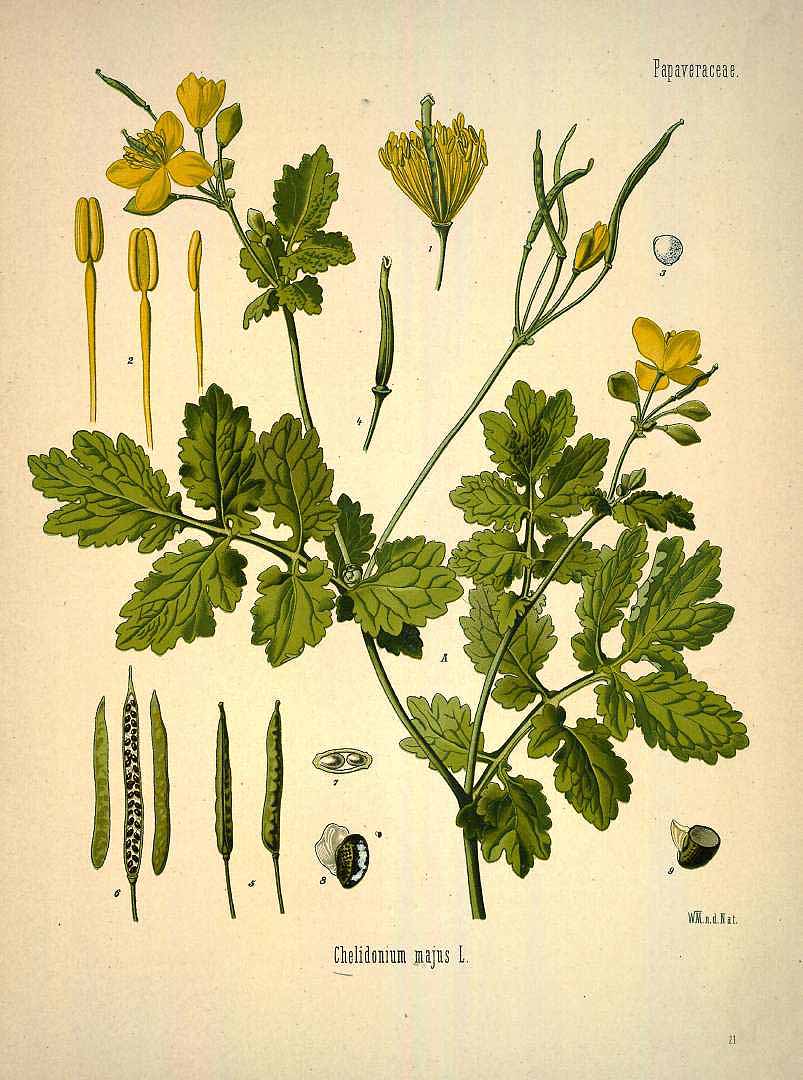 Illustration Chelidonium majus, Par Koehler F.E. (Medizinal Pflanzen, vol. 1: t. 21, 1887), via plantillustrations 